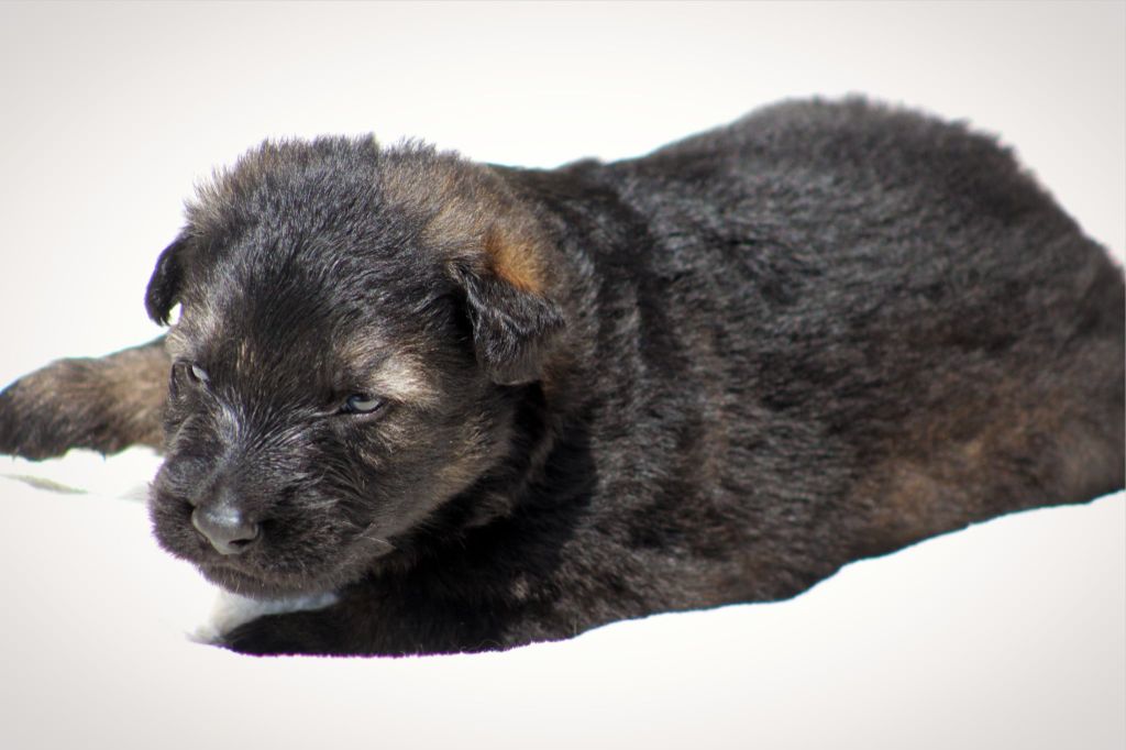 Au Royaume D'Une Nuit Etoilée - Chiots disponibles - Berger Allemand
