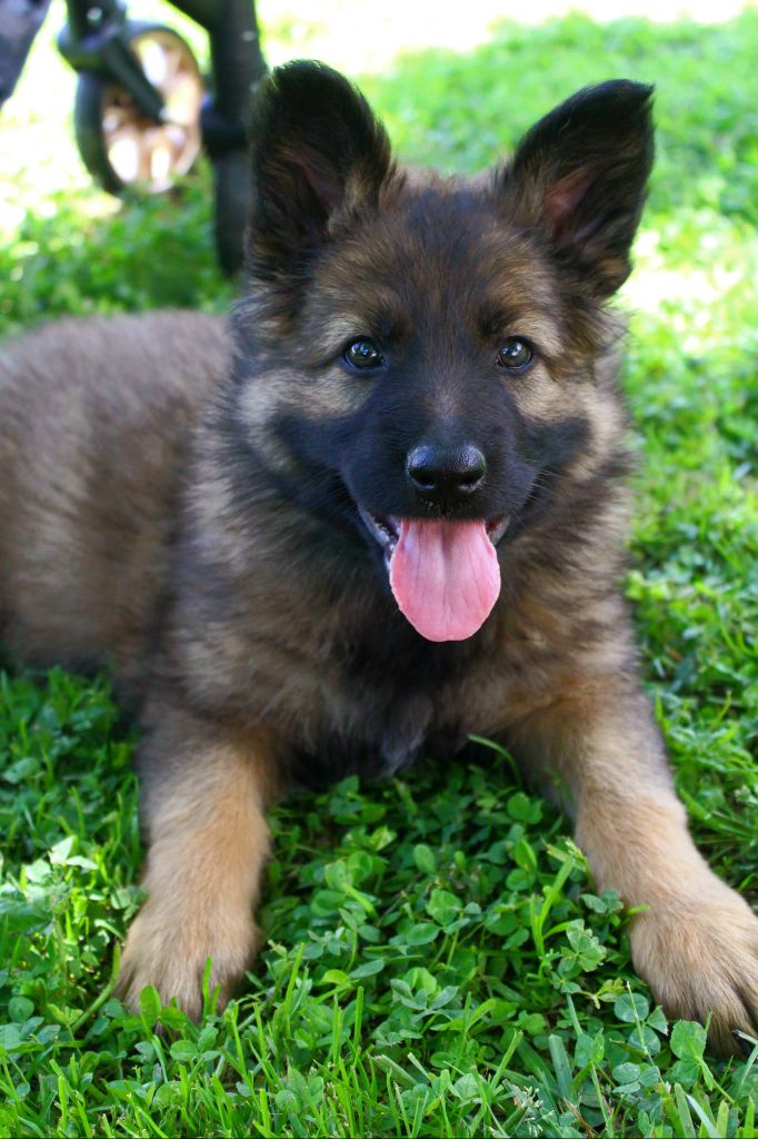 Au Royaume D'Une Nuit Etoilée - Chiots disponibles - Berger Allemand