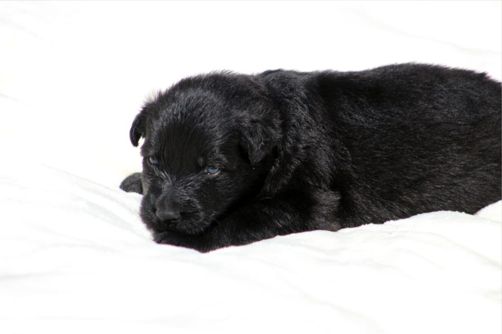 Au Royaume D'Une Nuit Etoilée - Chiots disponibles - Berger Allemand