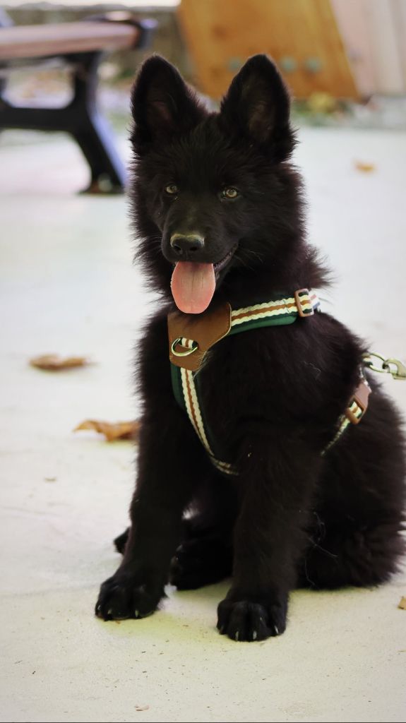 Au Royaume D'Une Nuit Etoilée - Chiots disponibles - Berger Allemand