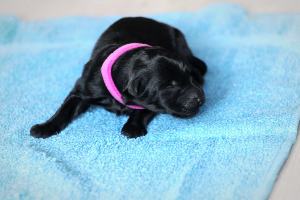 Au Royaume D'Une Nuit Etoilée - Chiots disponibles - Berger Allemand