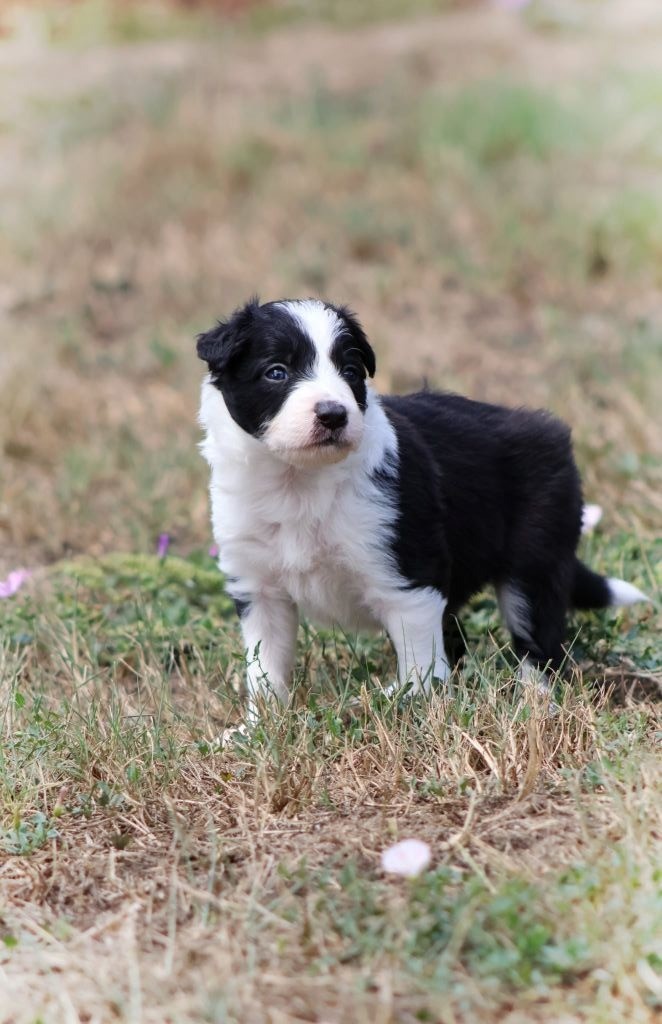 Au Royaume D'Une Nuit Etoilée - Chiots disponibles - Border Collie