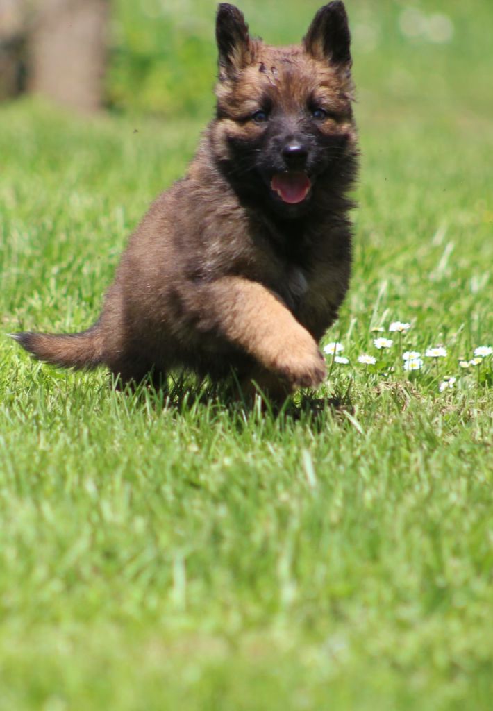 Au Royaume D'Une Nuit Etoilée - Chiots disponibles - Berger Allemand