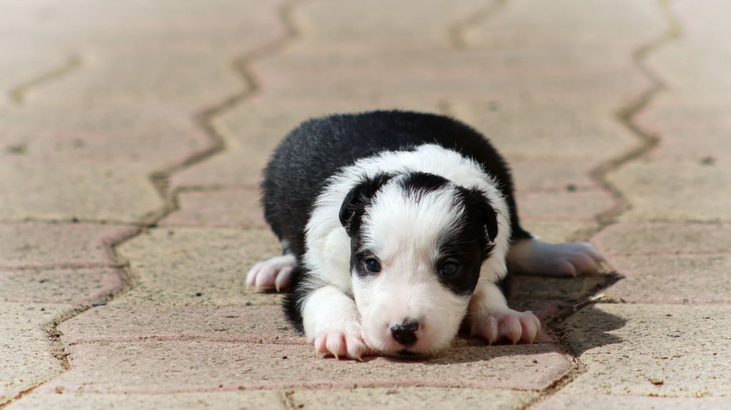 Au Royaume D'Une Nuit Etoilée - Chiots disponibles - Border Collie