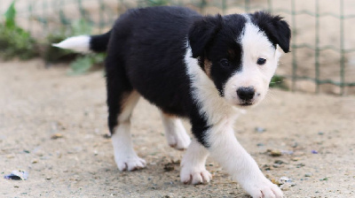 CHIOT 7 Tricolore 
