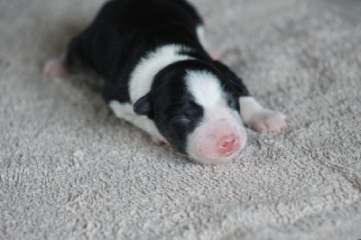CHIOT 6 Tricolore 