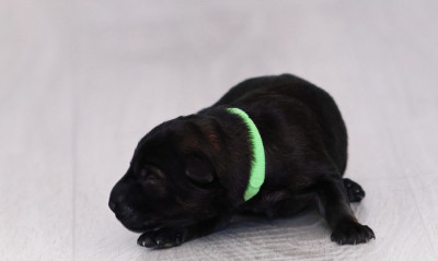 Chiot N°1