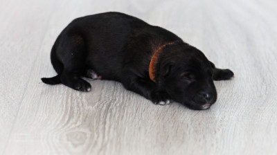 Chiot N°2