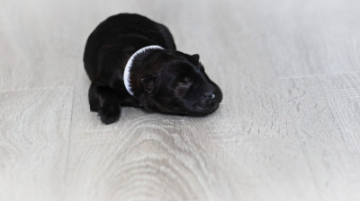 Chiot N°4
