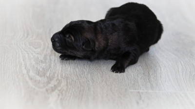 Chiot N°5