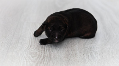 Chiot N°6