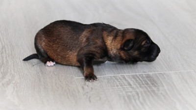 Chiot N°8