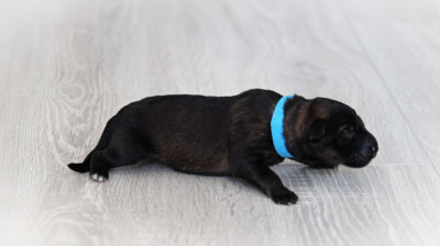 Chiot N°9