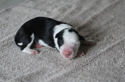 CHIOT 3 Tricolore 