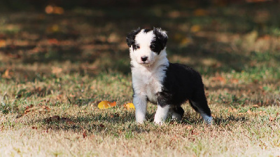 CHIOT 1 noir et blanc 