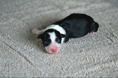 CHIOT 5 Tricolore 