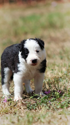 CHIOT 3 Tricolore 