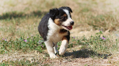 CHIOT 6 Tricolore 