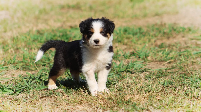CHIOT 2 Tricolore 