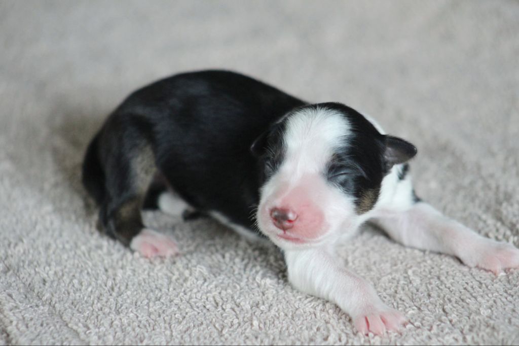 Au Royaume D'Une Nuit Etoilée - Chiots disponibles - Border Collie