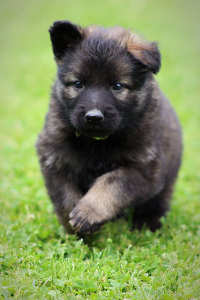 Au Royaume D'Une Nuit Etoilée - Chiots disponibles - Berger Allemand