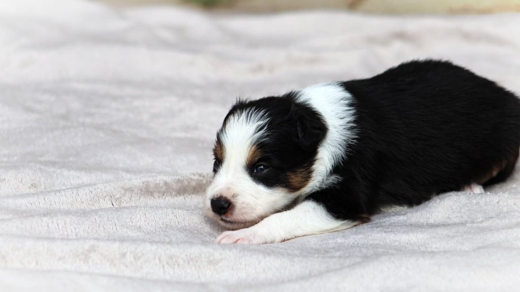 Au Royaume D'Une Nuit Etoilée - Chiots disponibles - Border Collie