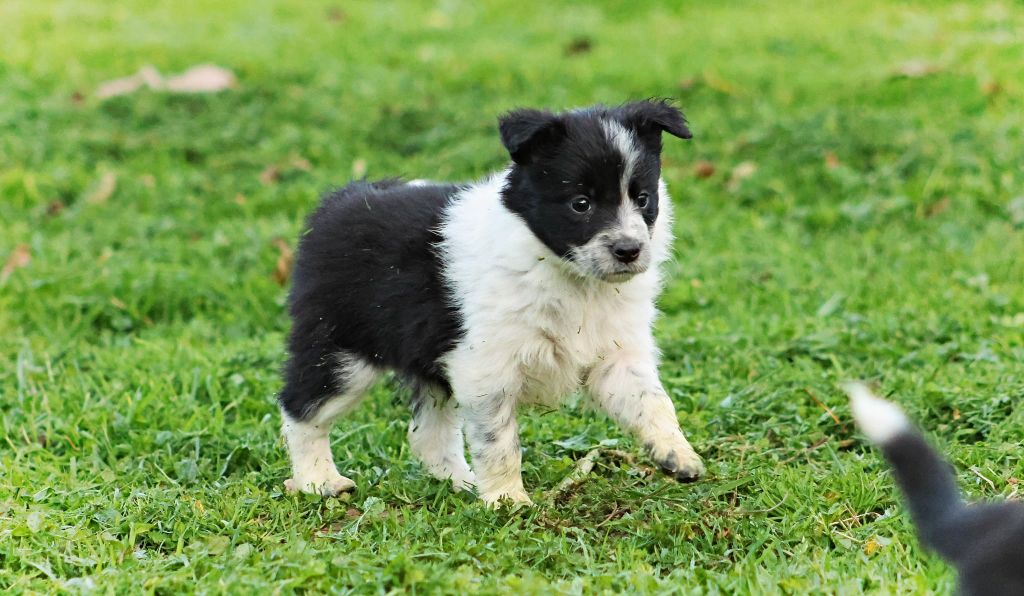 Au Royaume D'Une Nuit Etoilée - Chiots disponibles - Border Collie