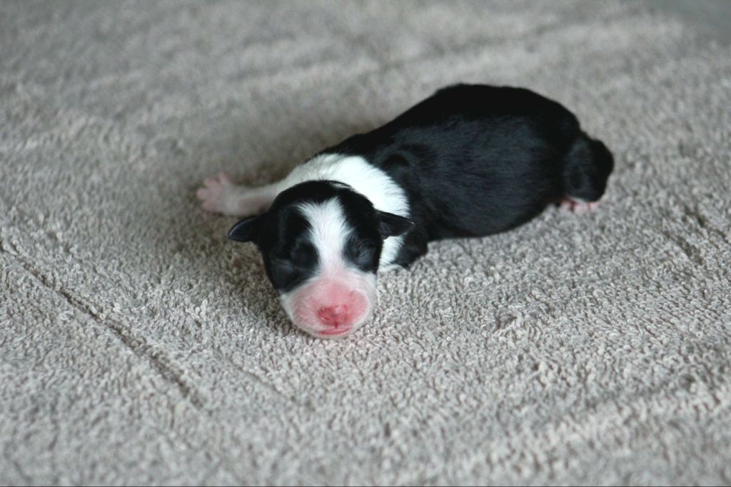 Au Royaume D'Une Nuit Etoilée - Chiots disponibles - Border Collie
