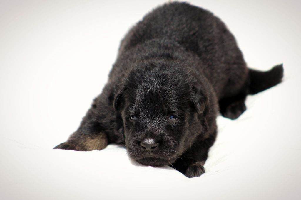 Au Royaume D'Une Nuit Etoilée - Chiots disponibles - Berger Allemand