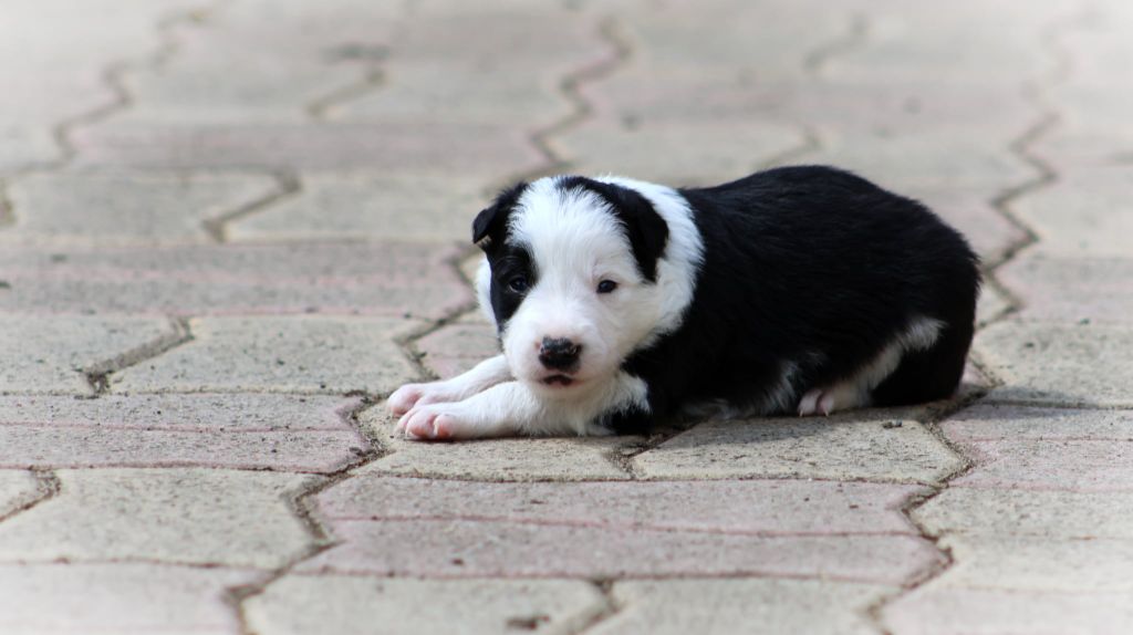 Au Royaume D'Une Nuit Etoilée - Chiots disponibles - Border Collie