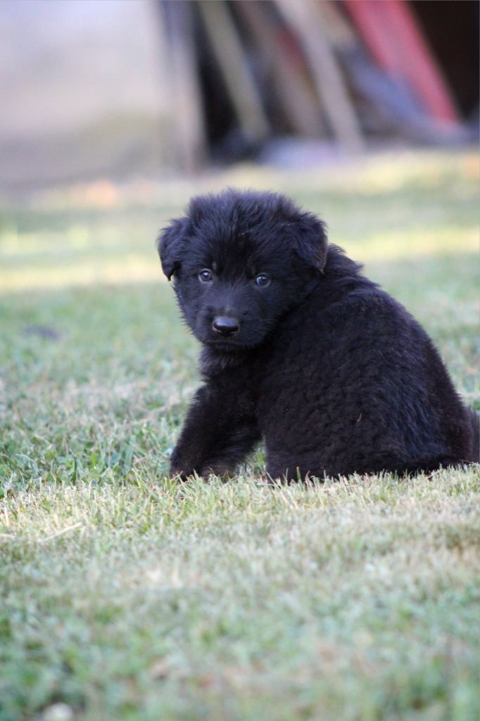 Au Royaume D'Une Nuit Etoilée - Chiots disponibles - Berger Allemand