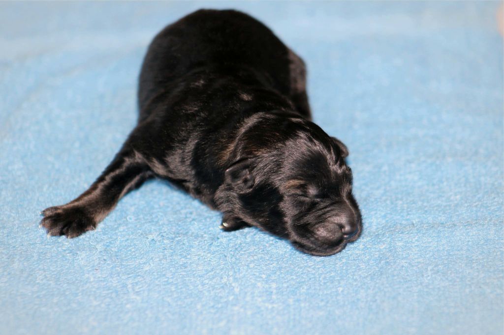 Au Royaume D'Une Nuit Etoilée - Chiots disponibles - Berger Allemand