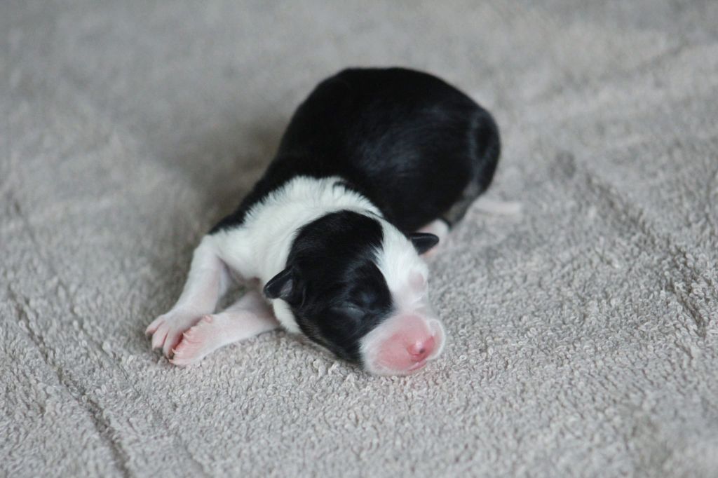 Au Royaume D'Une Nuit Etoilée - Chiots disponibles - Border Collie