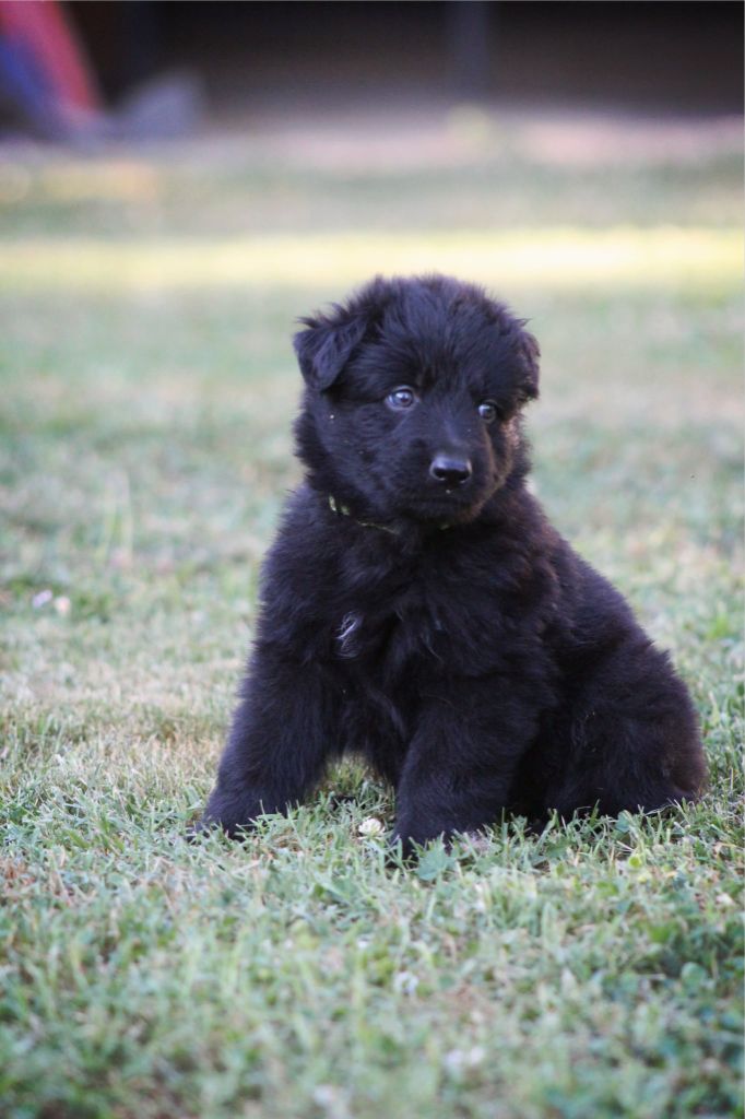 Au Royaume D'Une Nuit Etoilée - Chiots disponibles - Berger Allemand