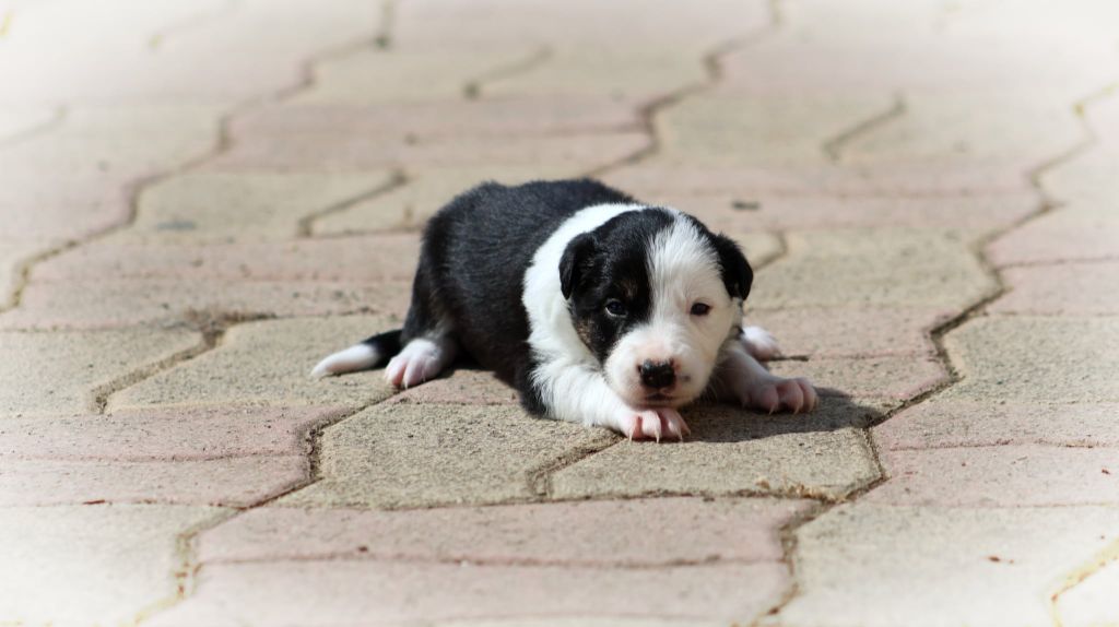 Au Royaume D'Une Nuit Etoilée - Chiots disponibles - Border Collie