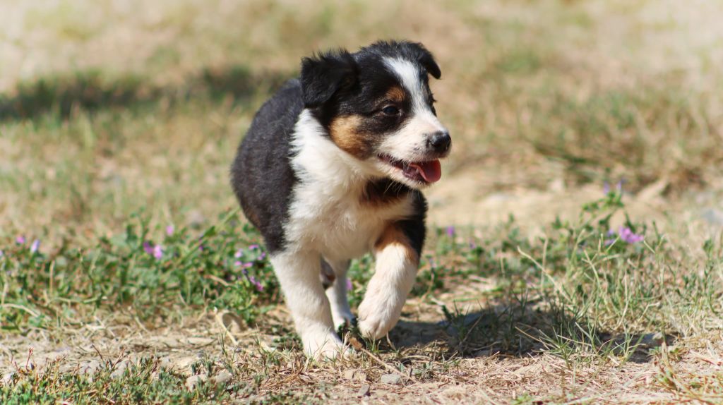 Au Royaume D'Une Nuit Etoilée - Chiots disponibles - Border Collie
