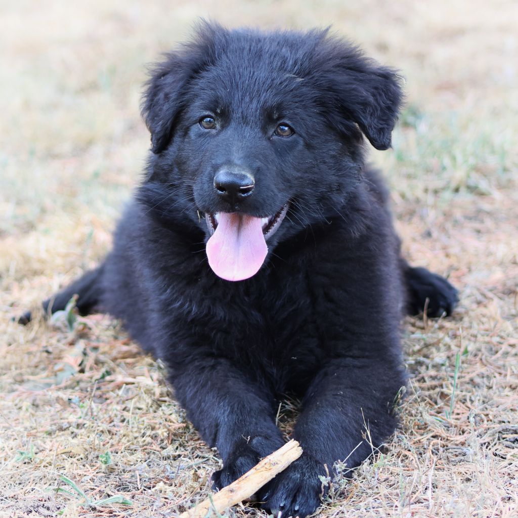 Au Royaume D'Une Nuit Etoilée - Chiots disponibles - Berger Allemand