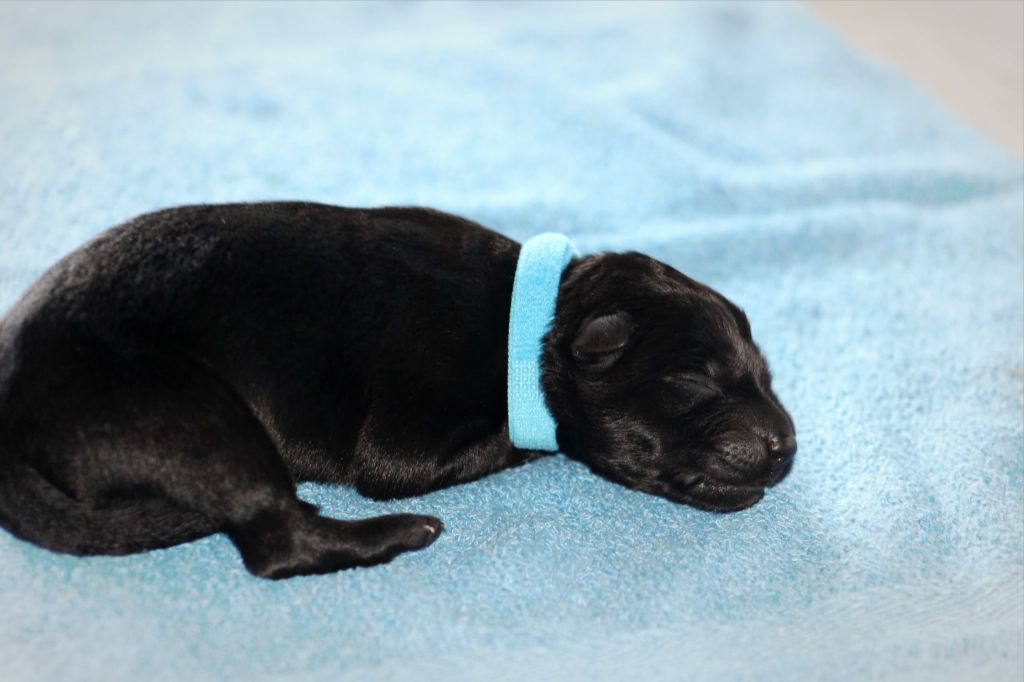 Au Royaume D'Une Nuit Etoilée - Chiots disponibles - Berger Allemand