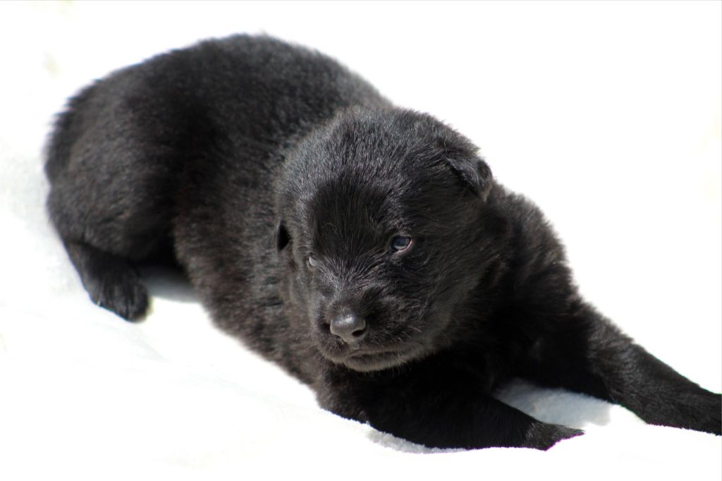 Au Royaume D'Une Nuit Etoilée - Chiots disponibles - Berger Allemand