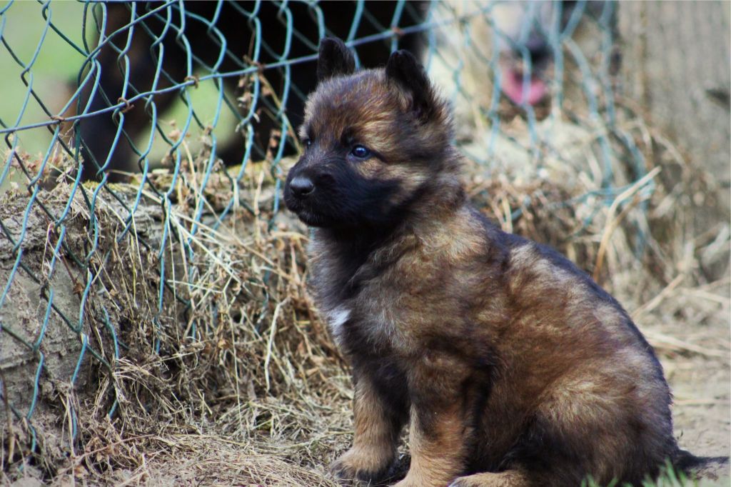 Au Royaume D'Une Nuit Etoilée - Chiots disponibles - Berger Allemand